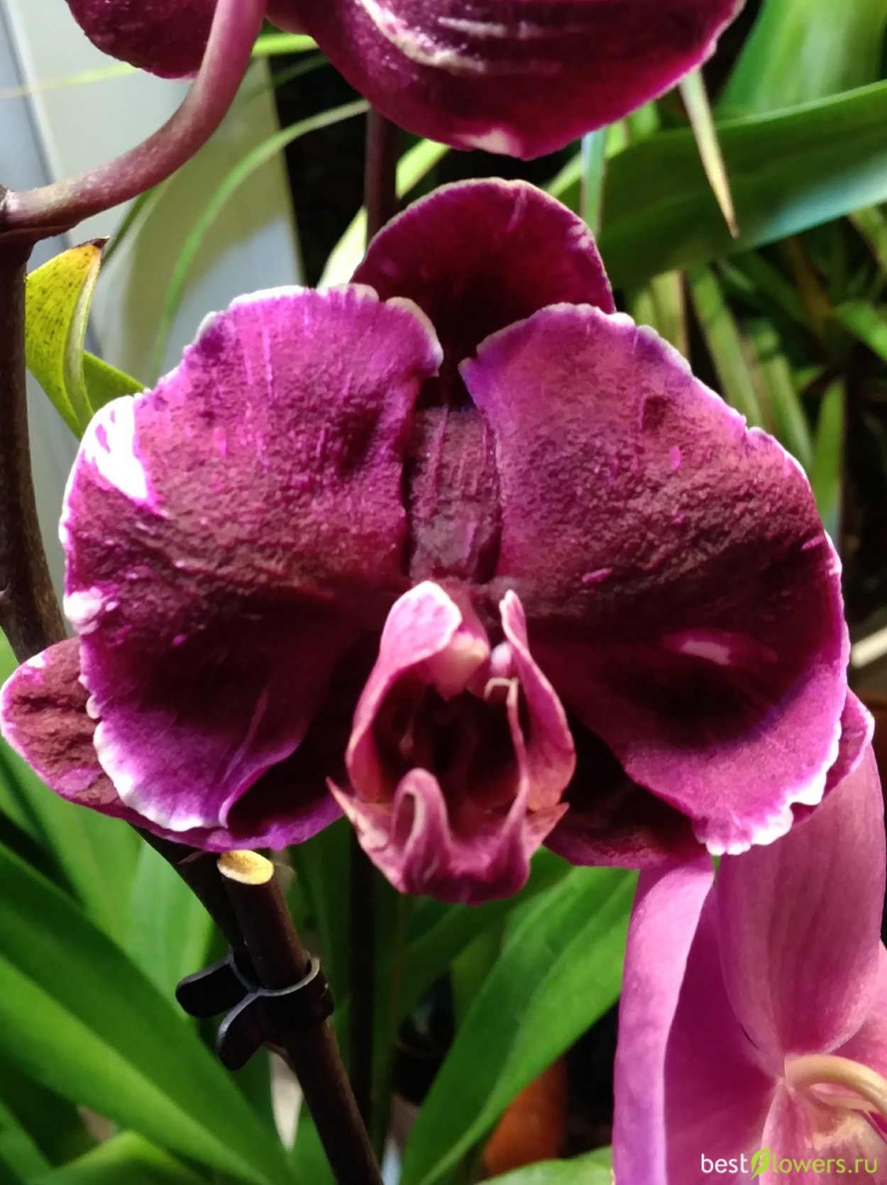 Каменная роза Орхидея фаленопсис