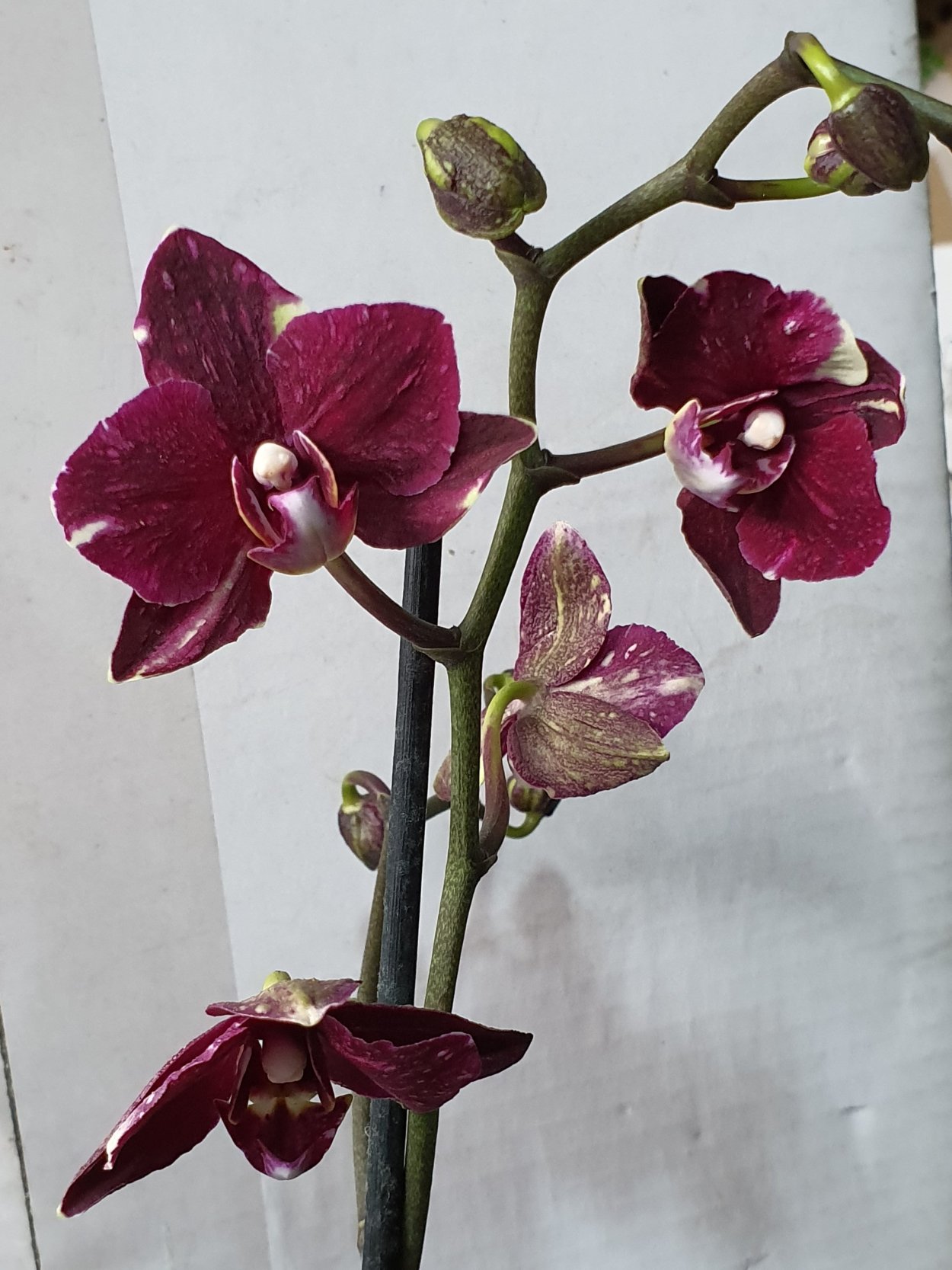 Фаленопсис каменная роза