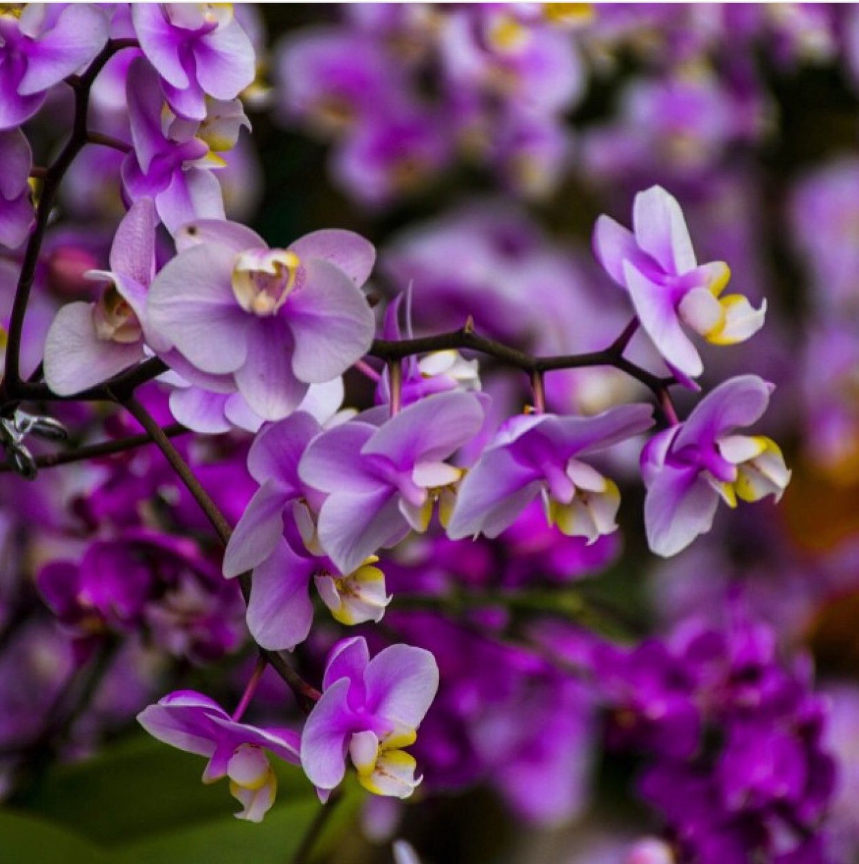 Орхидея каменный цветок