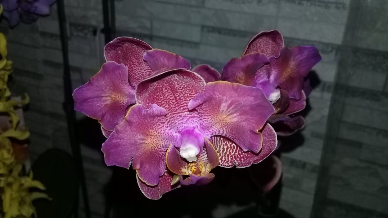 Фаленопсис Рефлекшн