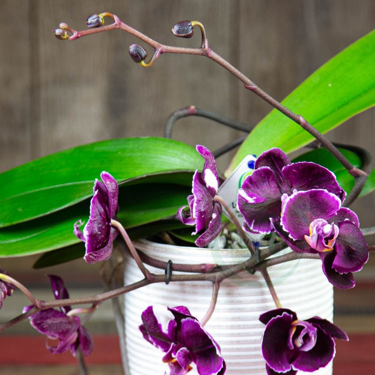 Семена молодило каменная роза