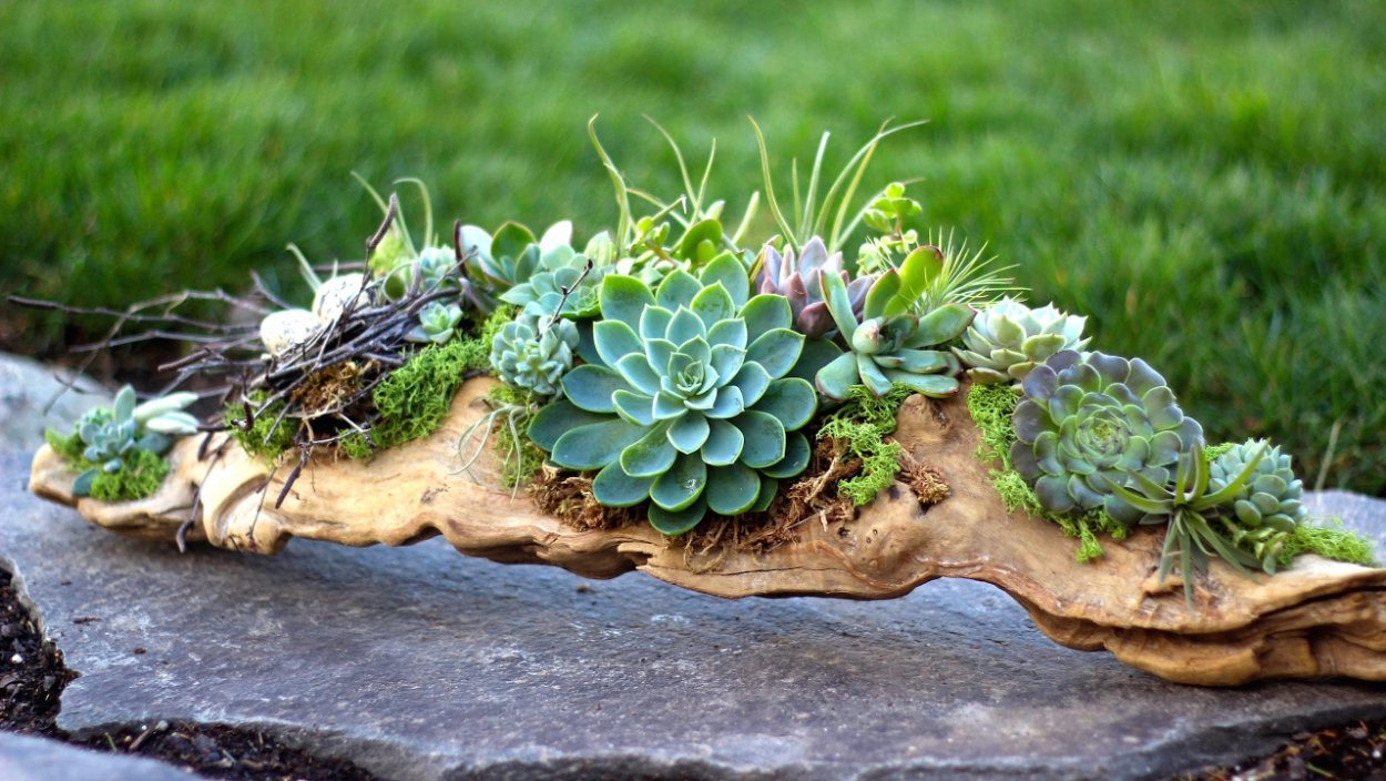 Фаленопсис Аркс Рей