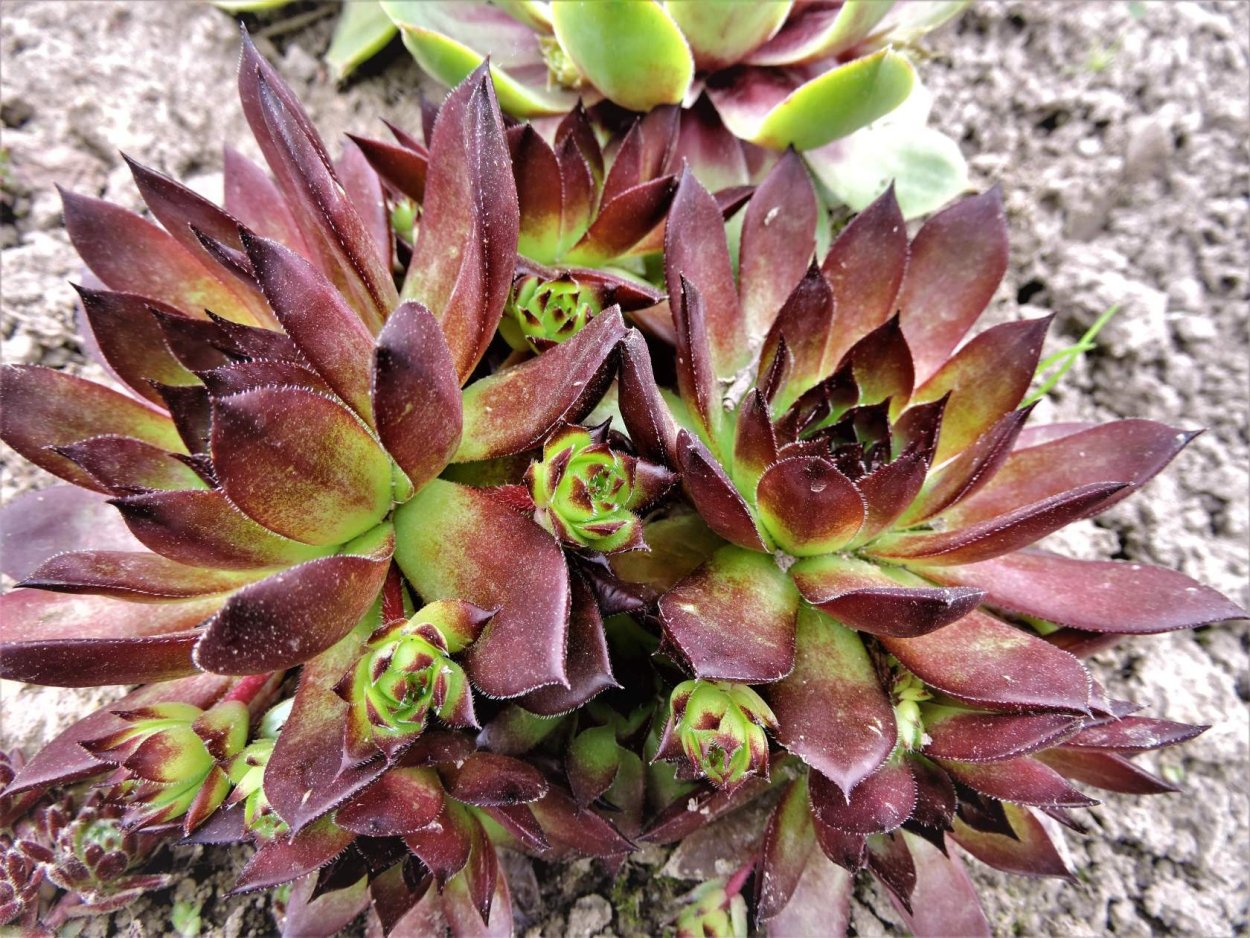 Нежный букет