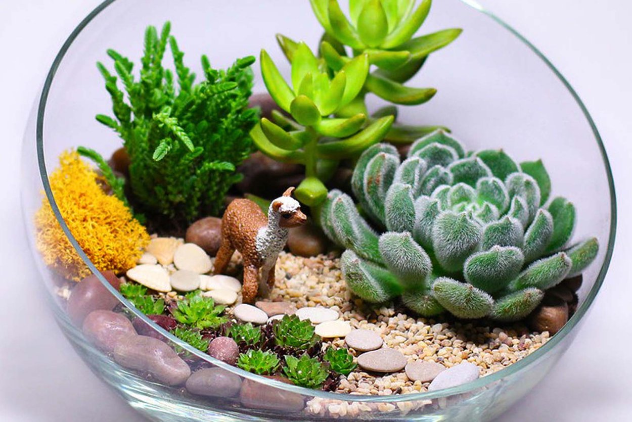 Орхидея фаленопсис синяя