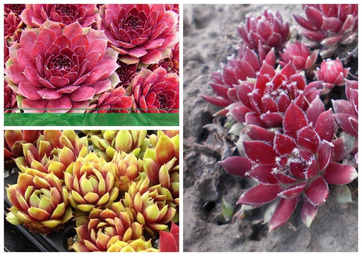 Фаленопсис Streetwise