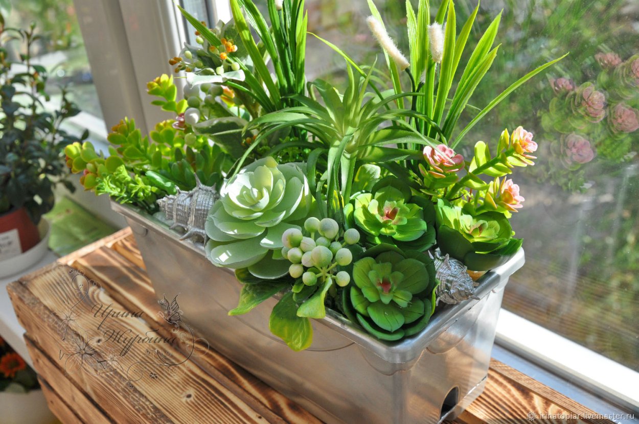 Эчеверия эхеверия