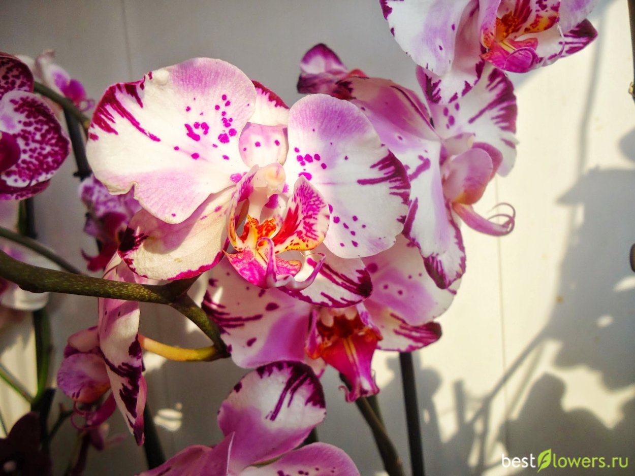 Суккуленты террариум флорариум