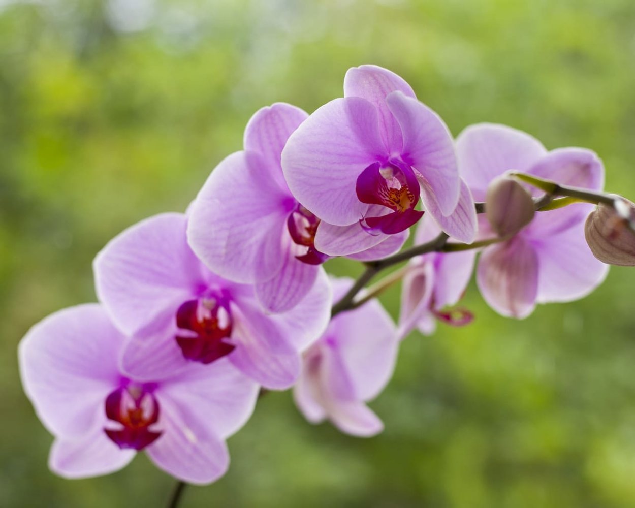 Орхидея Либерти Пинк