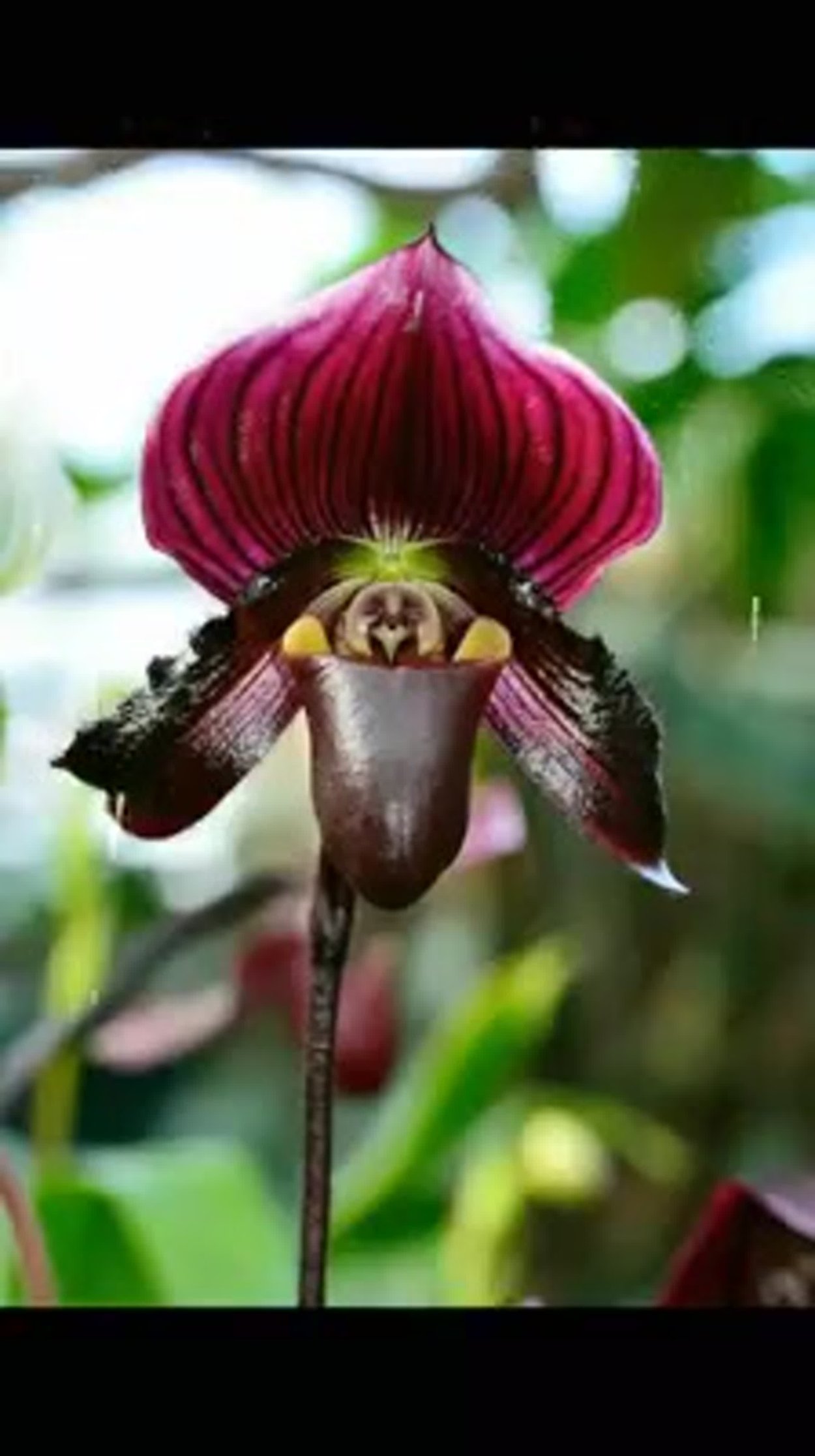 Пафиопедилум Дракула