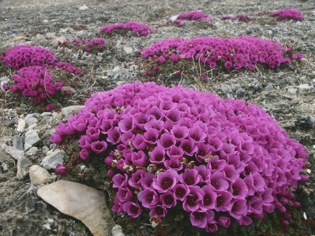 Камнеломка в Арктике