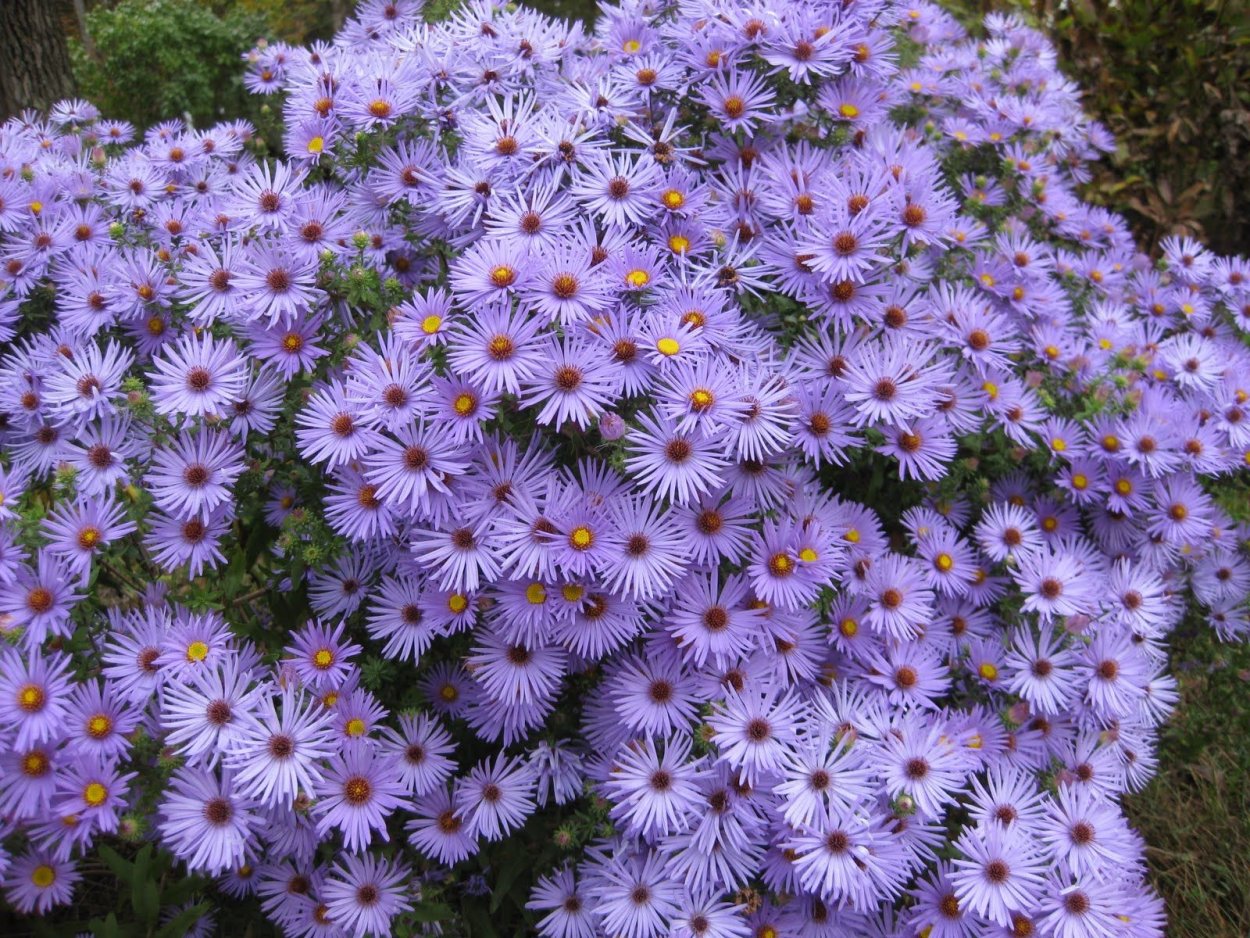 Aster lat. 'Chloe'