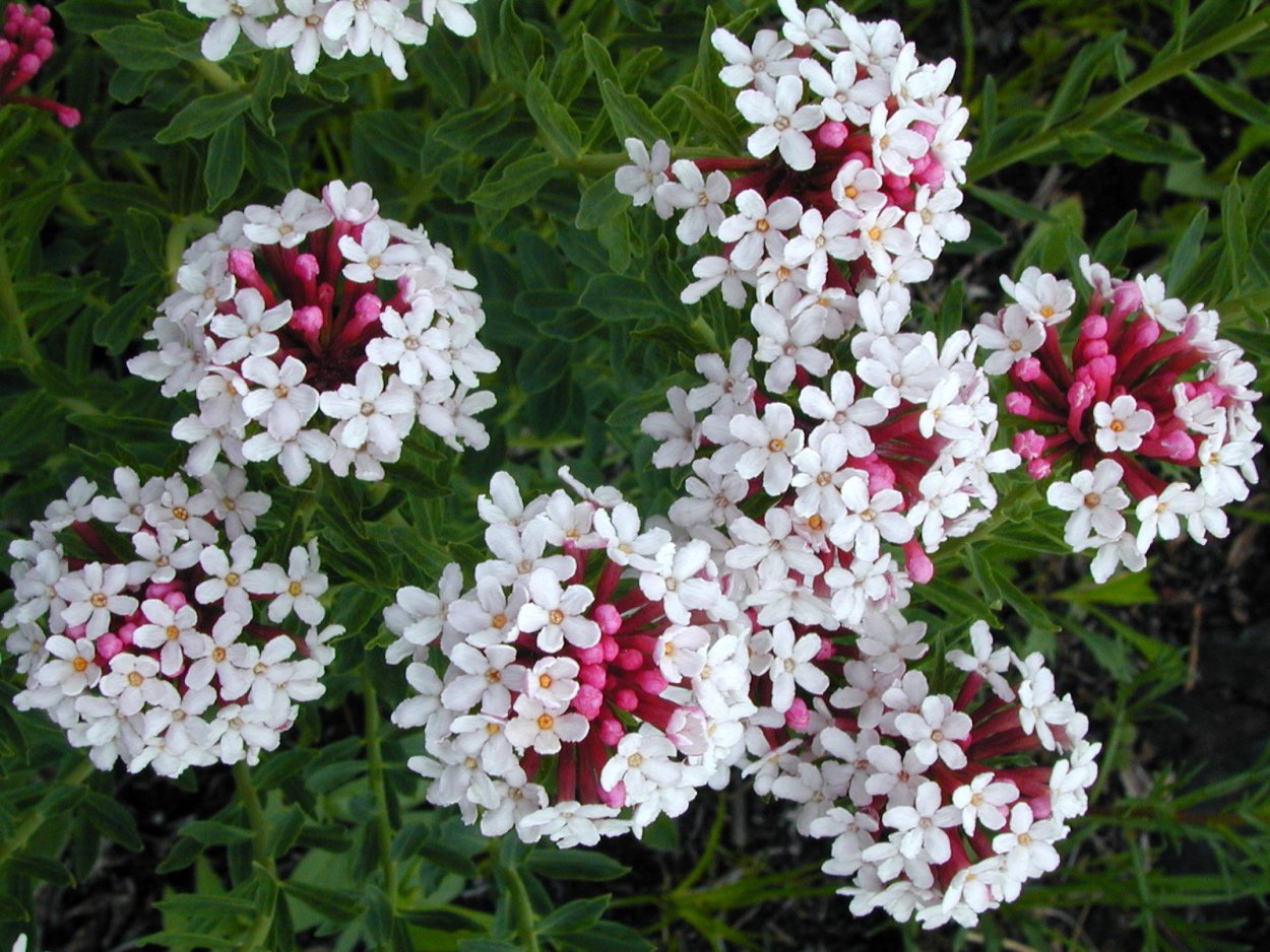 Стеллера карликовая трава