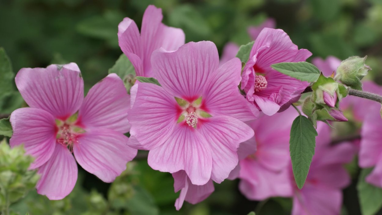 Наперстянка дигиталис Пурпуреа