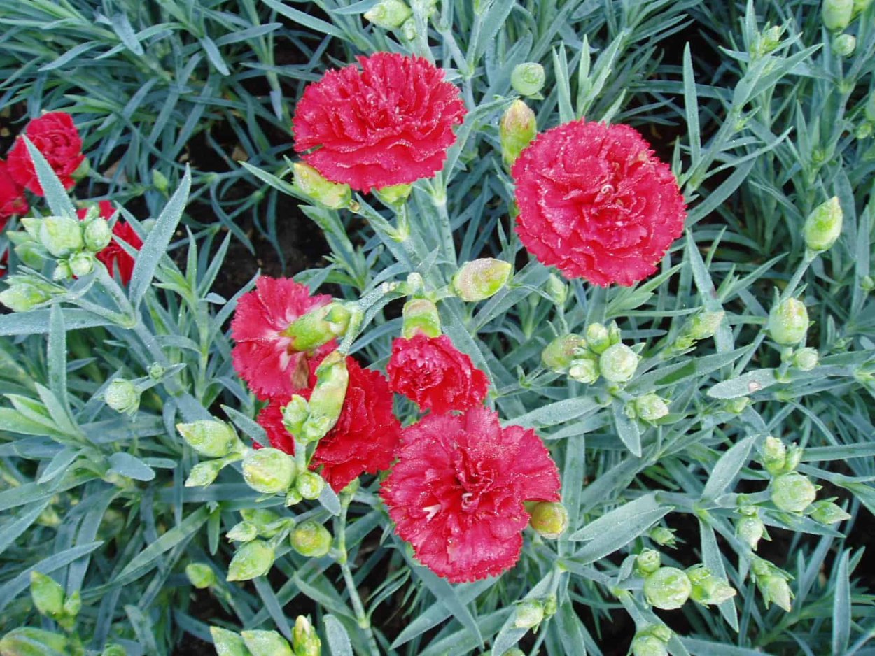 Dianthus chinensis гвоздика китайская