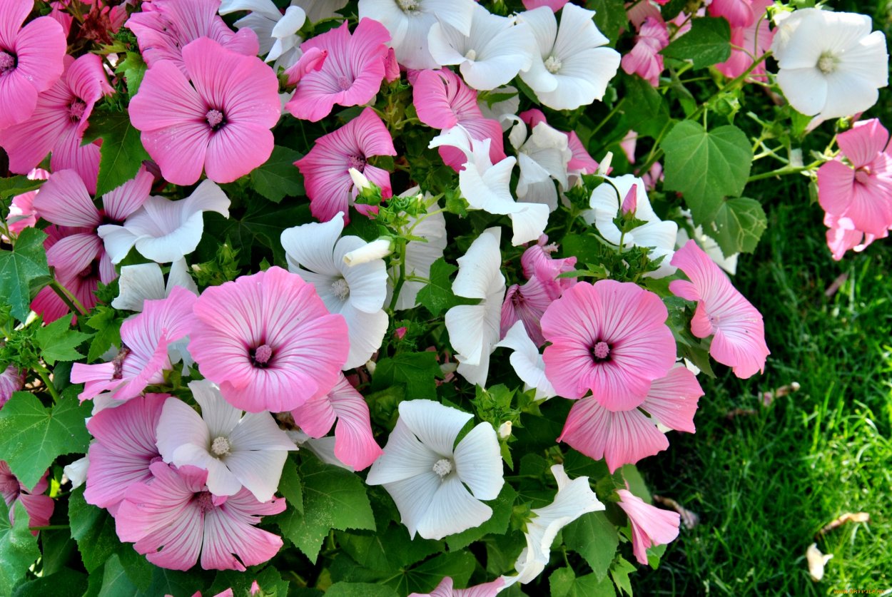 Душистый горошек Спенсер