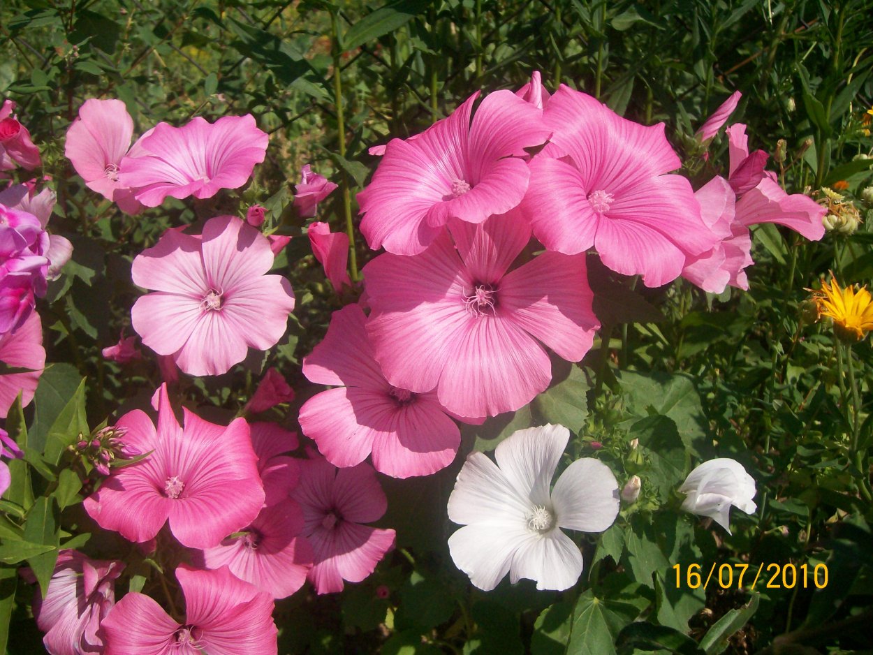 Гайлардия грандифлора Аризона