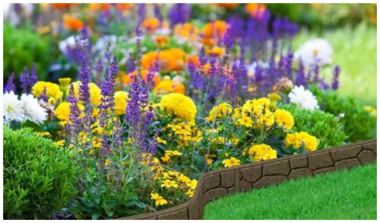 Сальвия "леди в Красном"