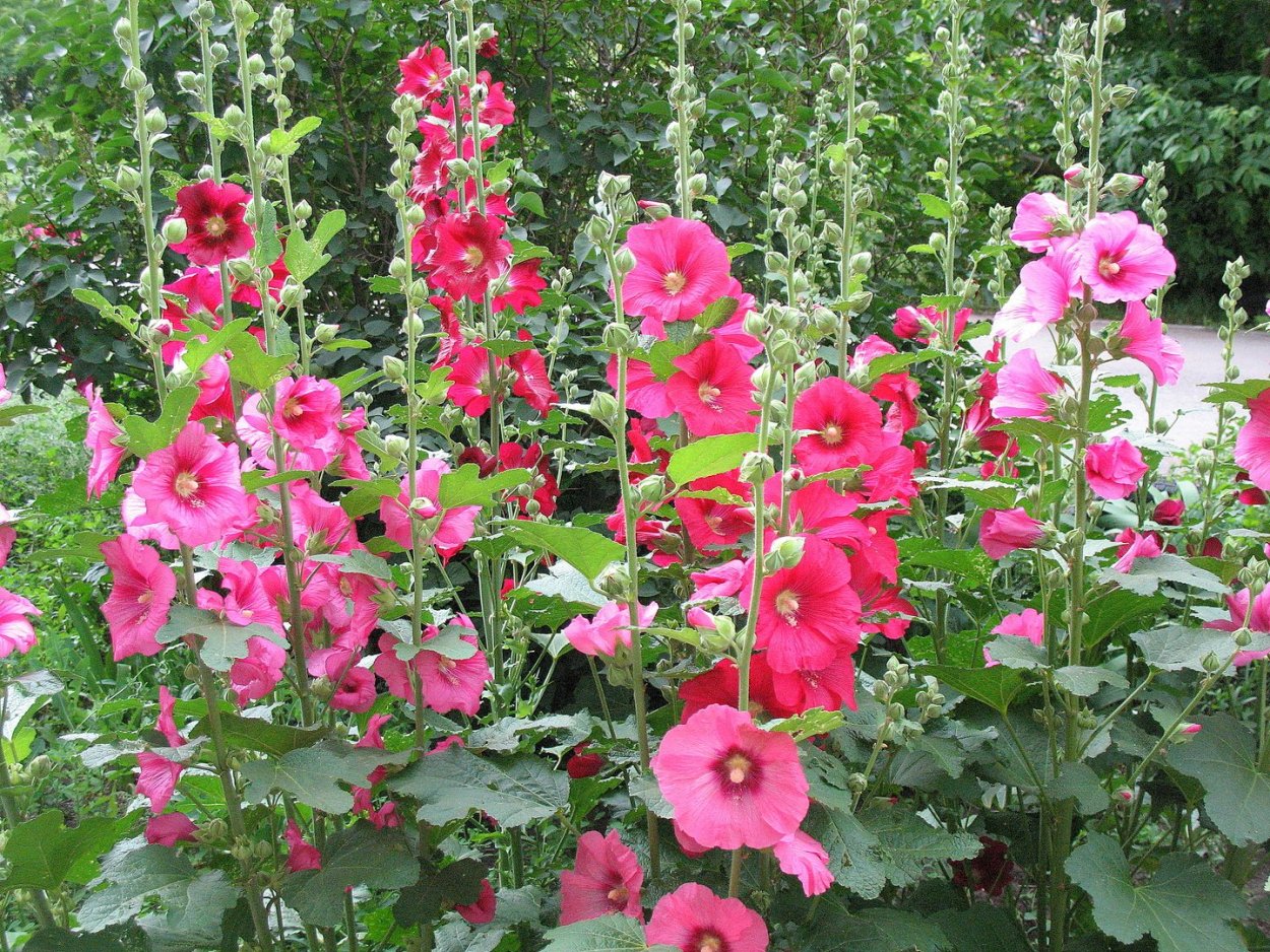 Цикл роста растения для детей