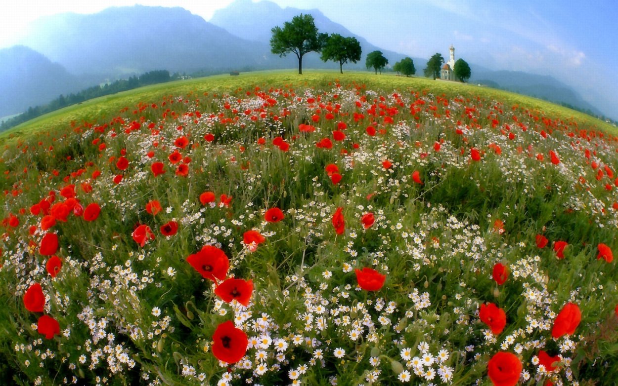 Поляна с цветами вечером