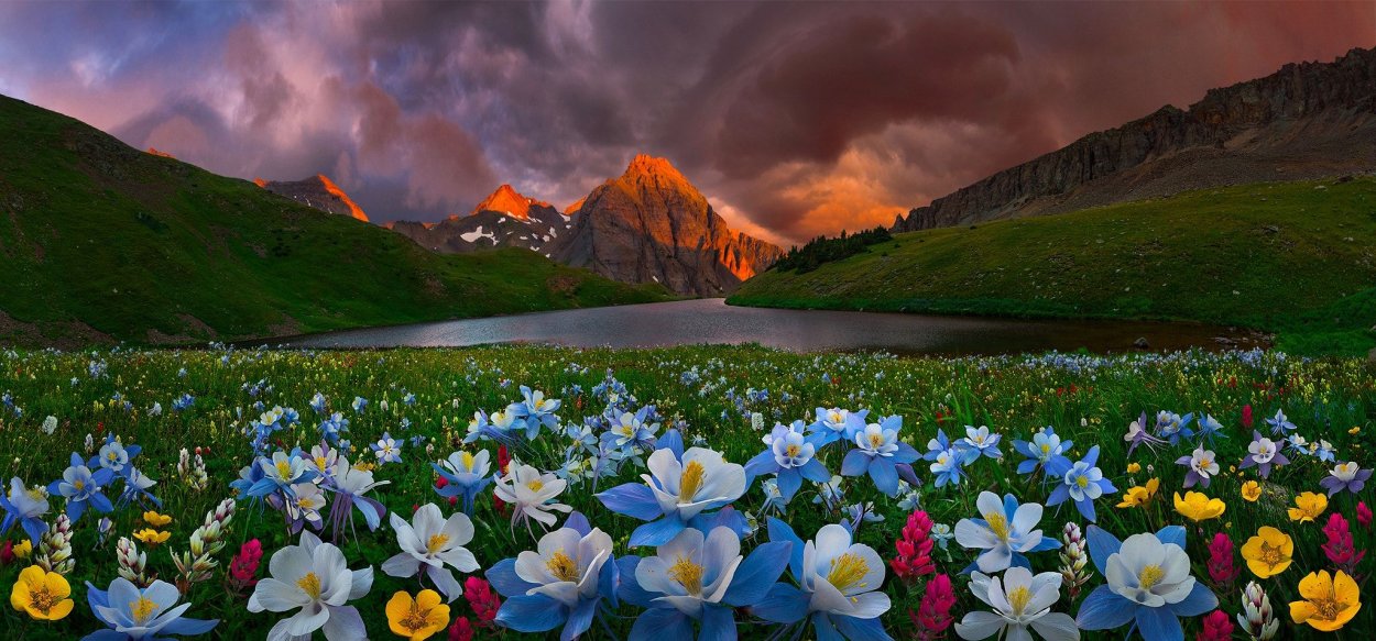 Семена мавританский газон "Альпийский луг"