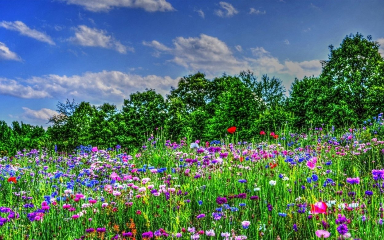 Поляна с цветами