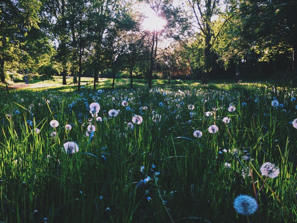 Сад Хаяо Миядзаки