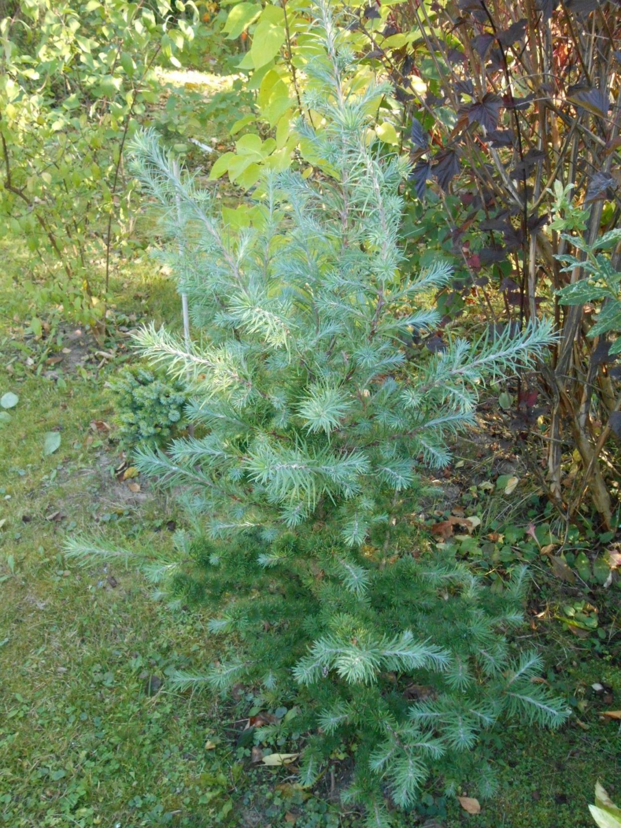 Лиственница Larix Kaempf. Grey Perl