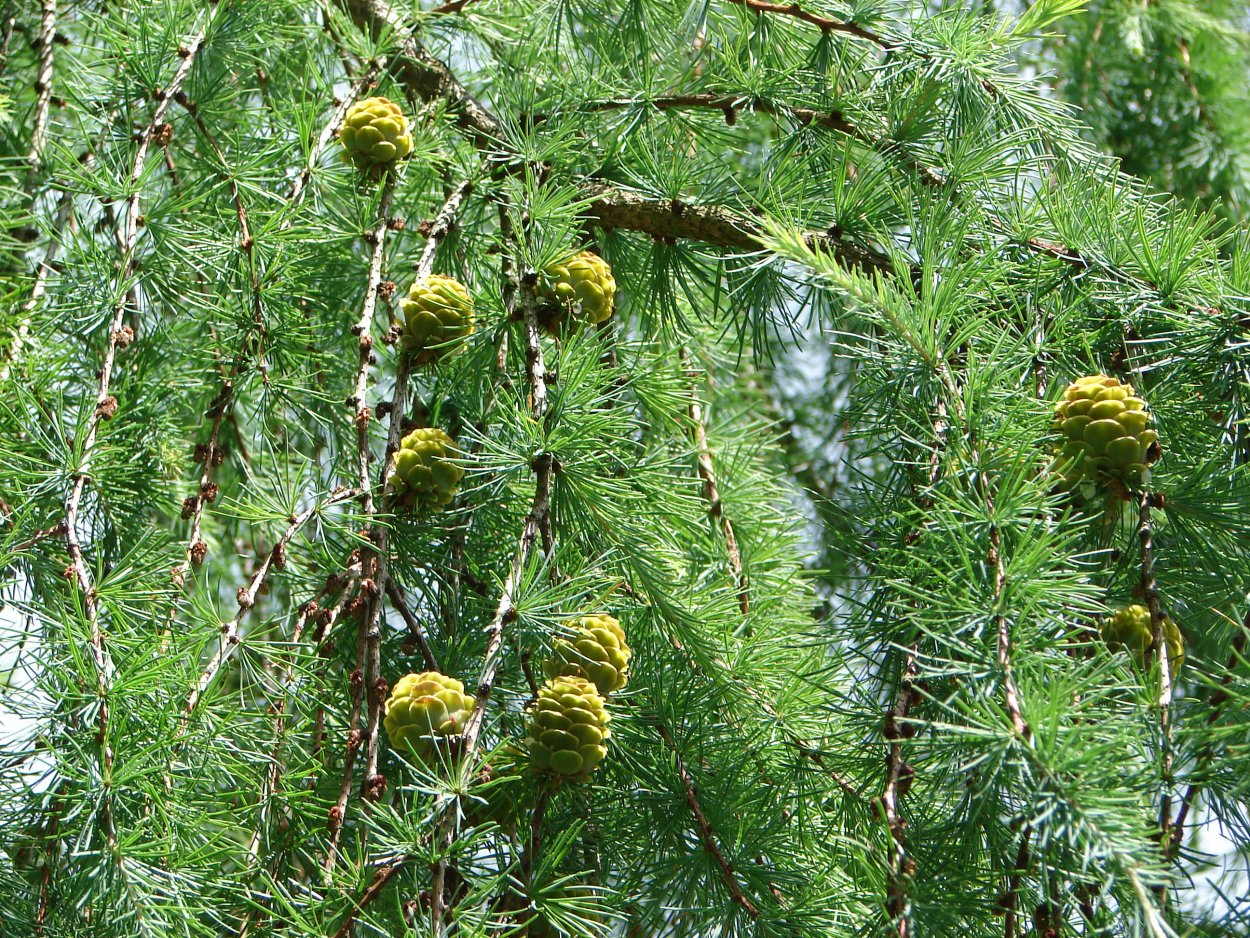 Лиственница европейская Чижовице