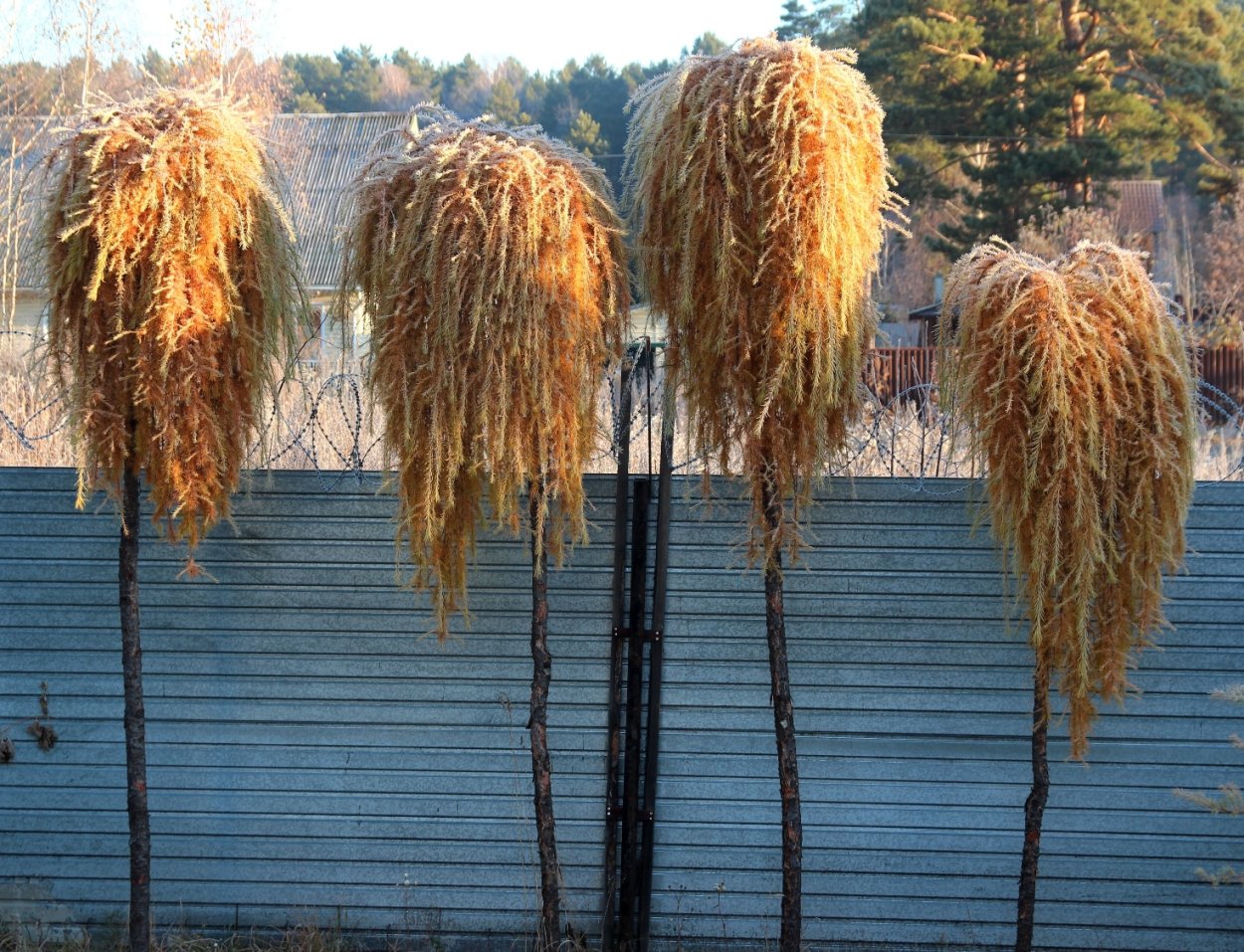 Лиственница европейская pendula