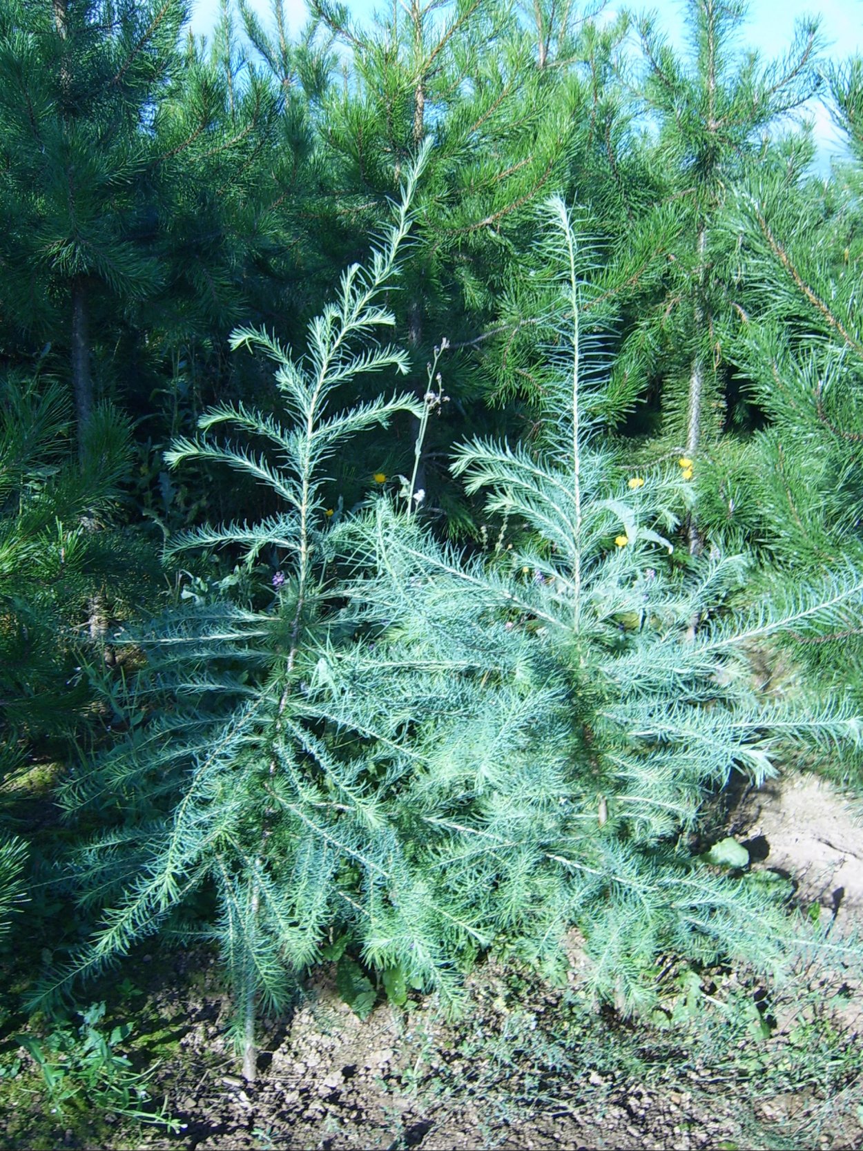 Лиственница Рупрехта Несмеяна