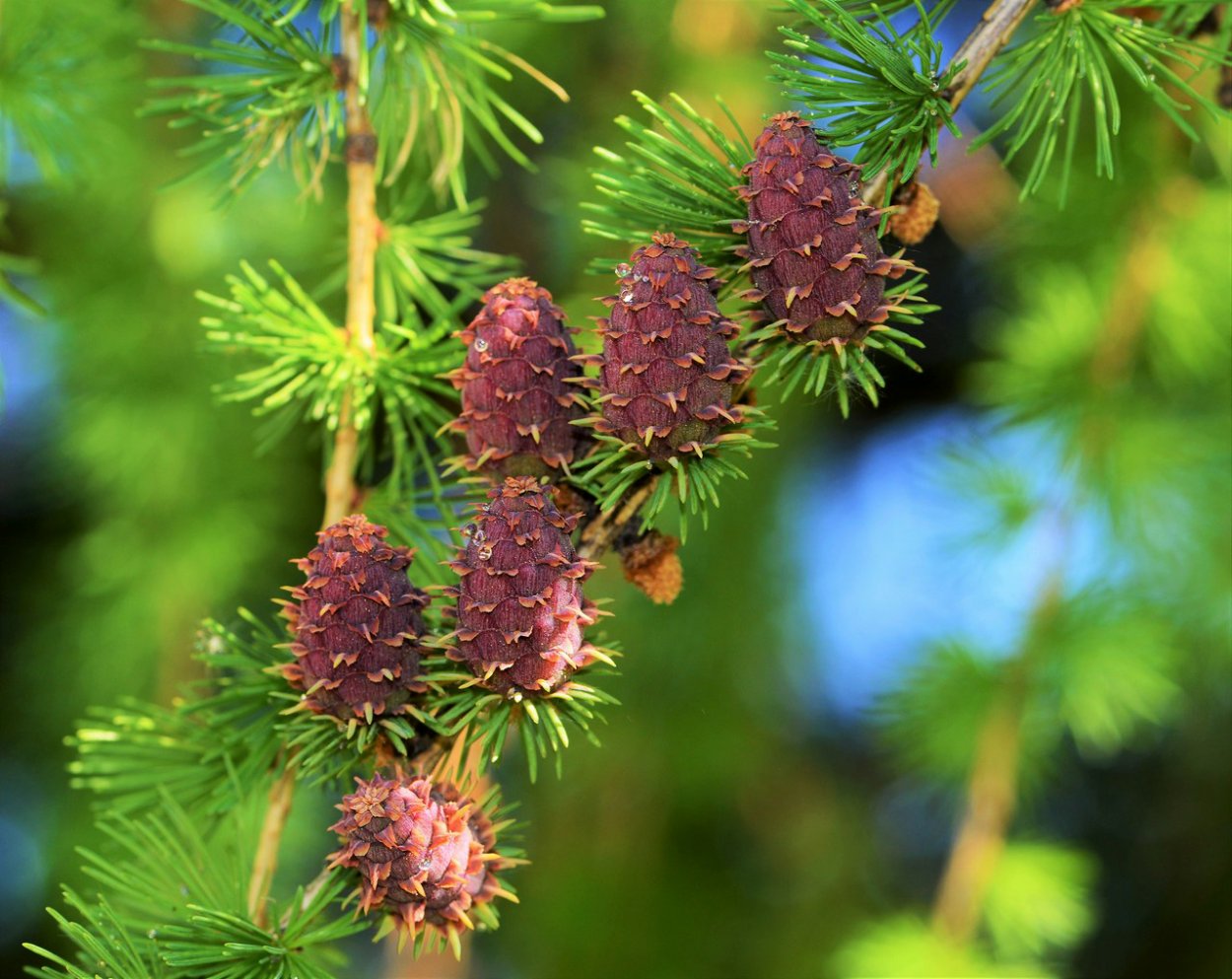 Лиственница Сибирская Larix sibirica