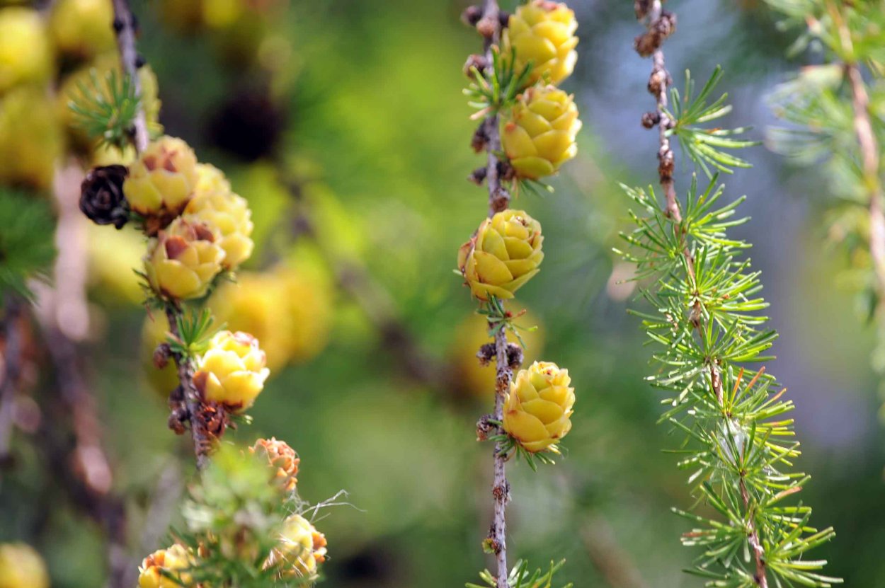 Шишка Крымской сосны шишка пицундской сосны