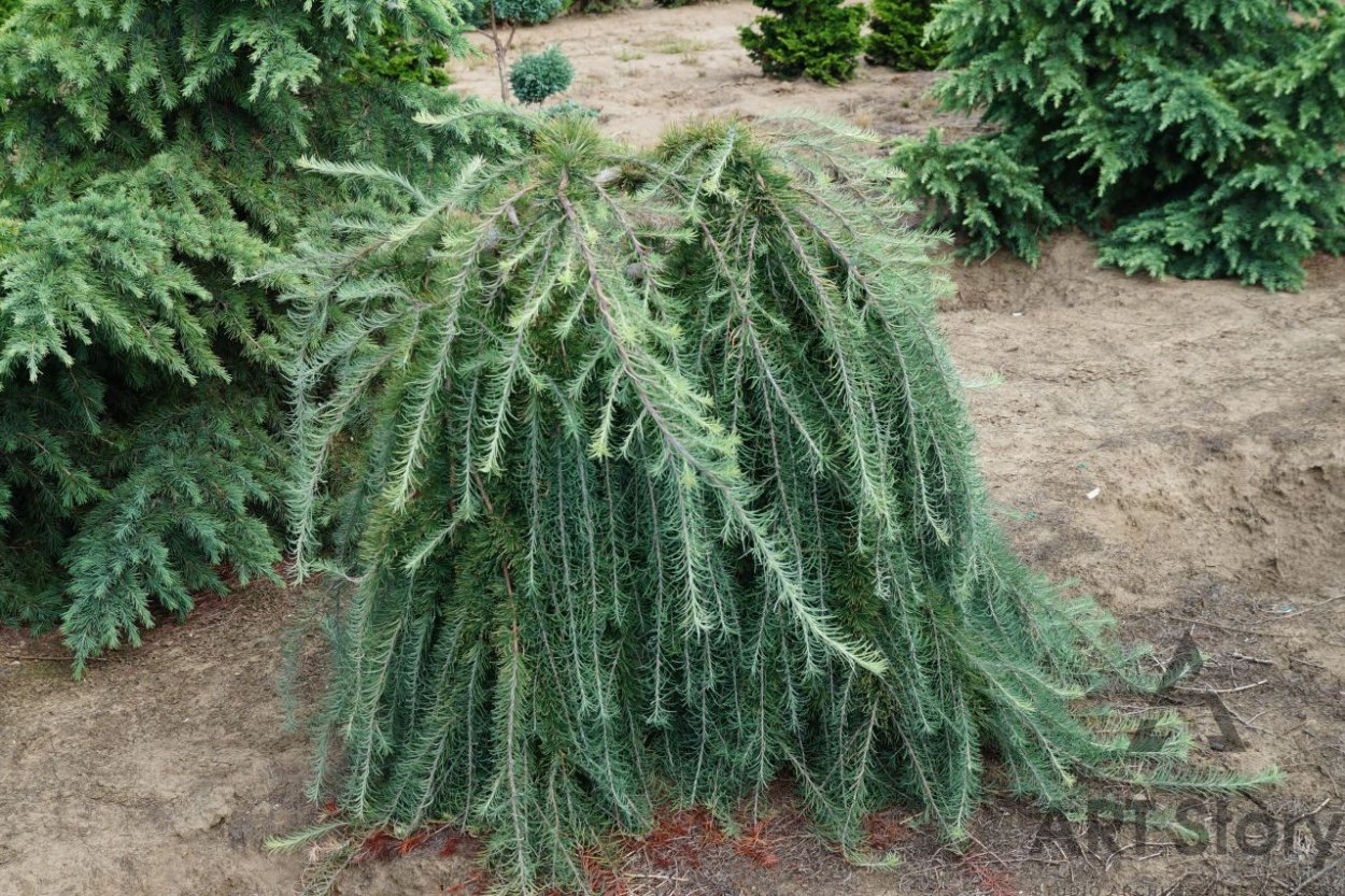 Лиственница европейская little Bogle