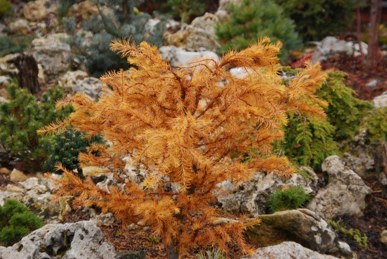 Лиственница европейская little Bogle