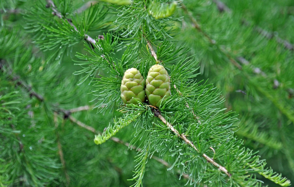 Larix laricina 'Spike'