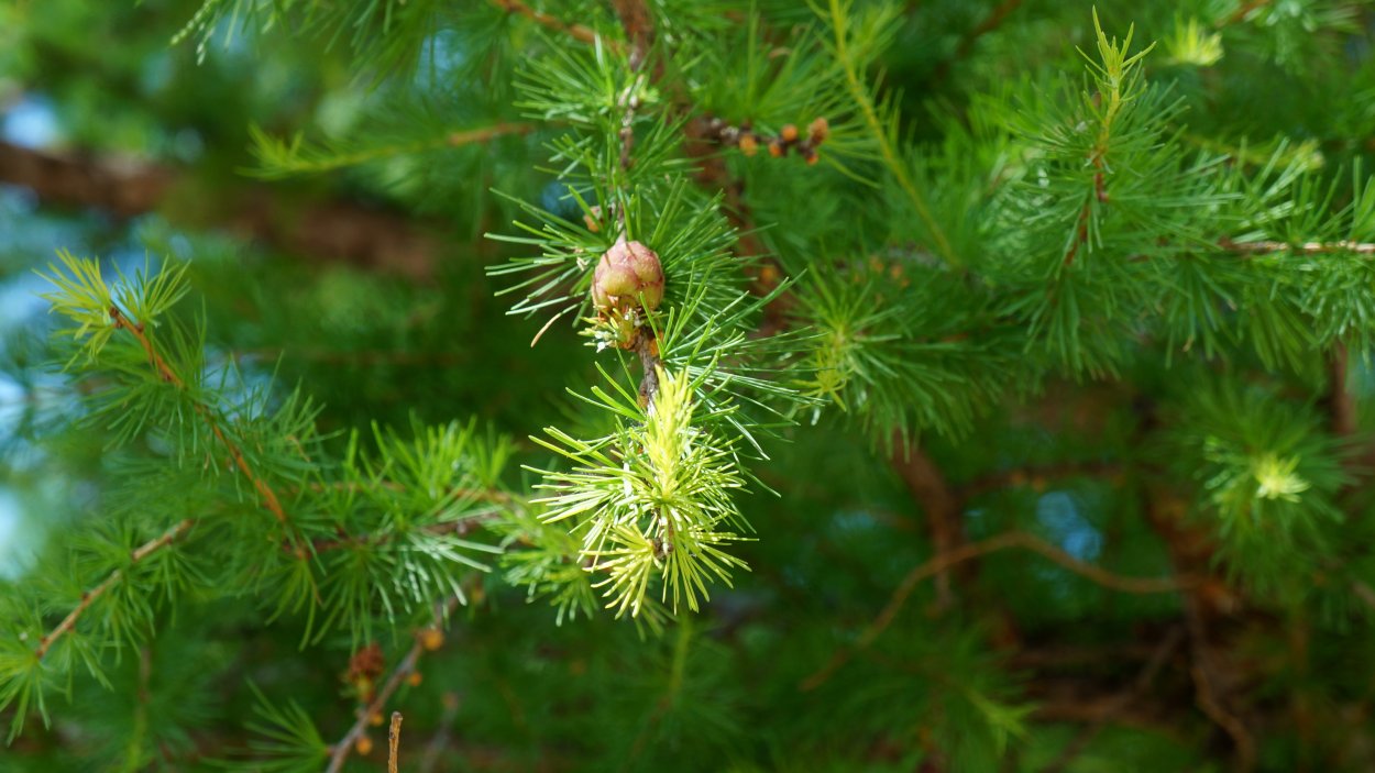 Лиственница Ольгинская Larix Olgensis