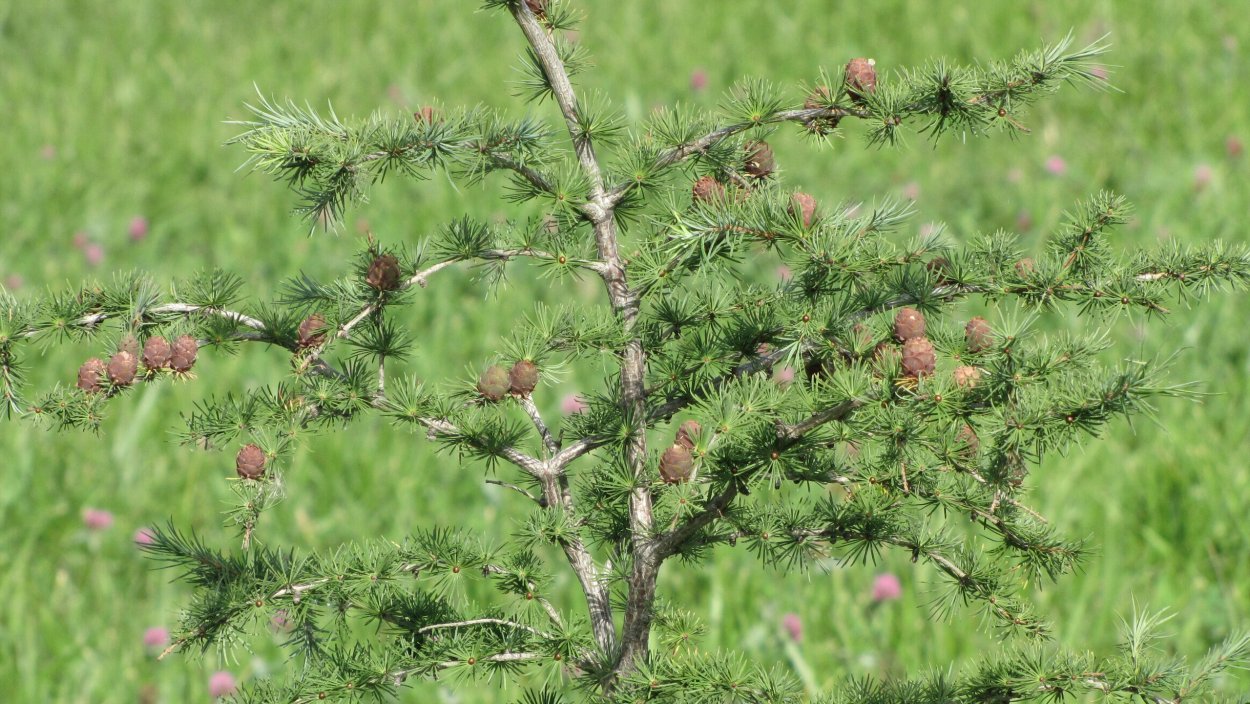 Лиственница Кемпфера stiff Weeper