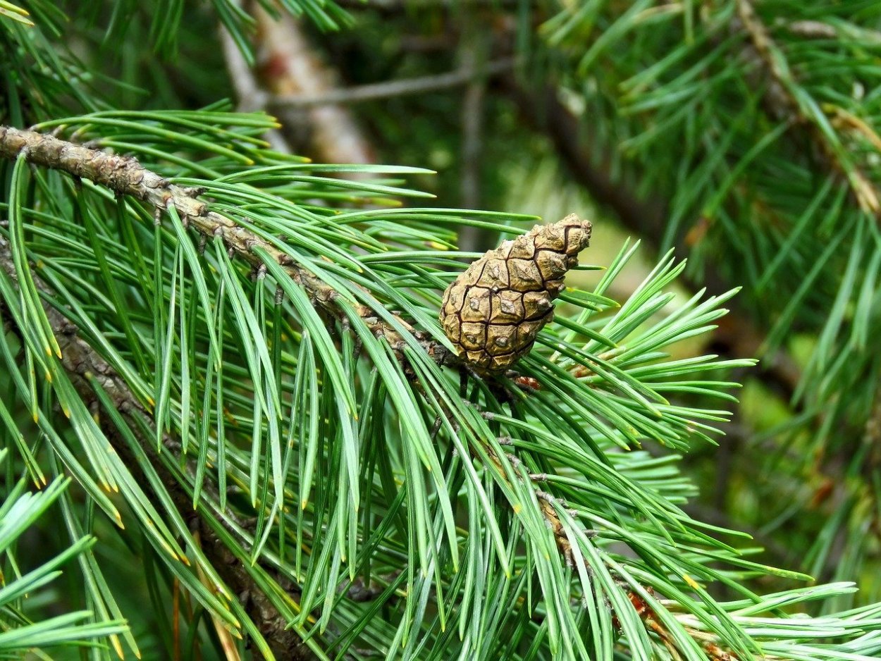 Даурские лиственницы в Челябинске