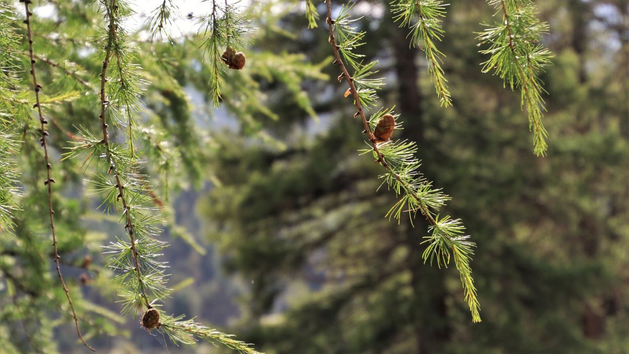 Шютте хвои пихты