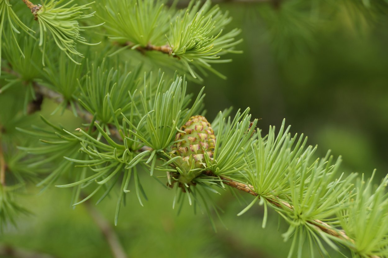 Веточки хвойники шишки