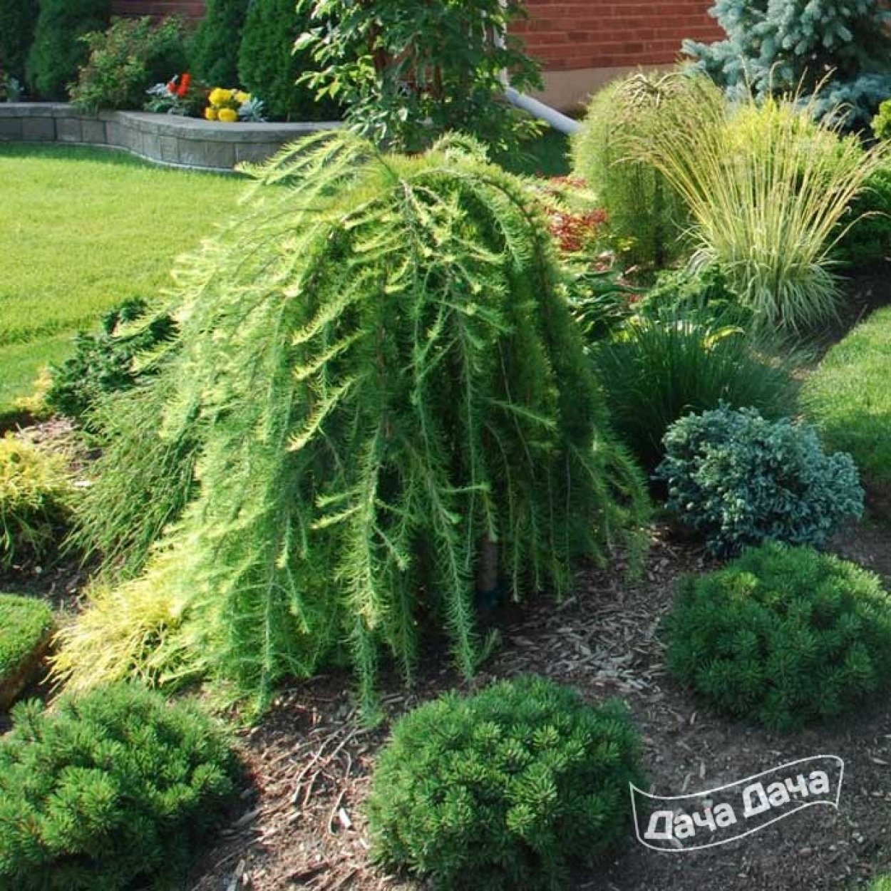 Вид лиственница польская Larix Polonica