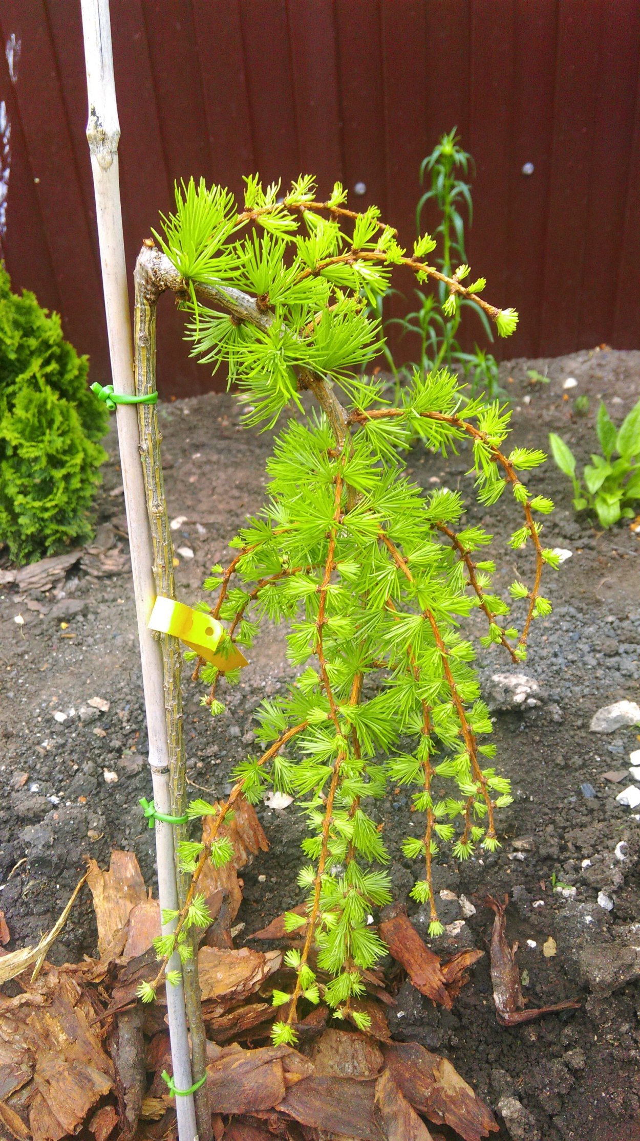 Лиственница японская Блю Дварф