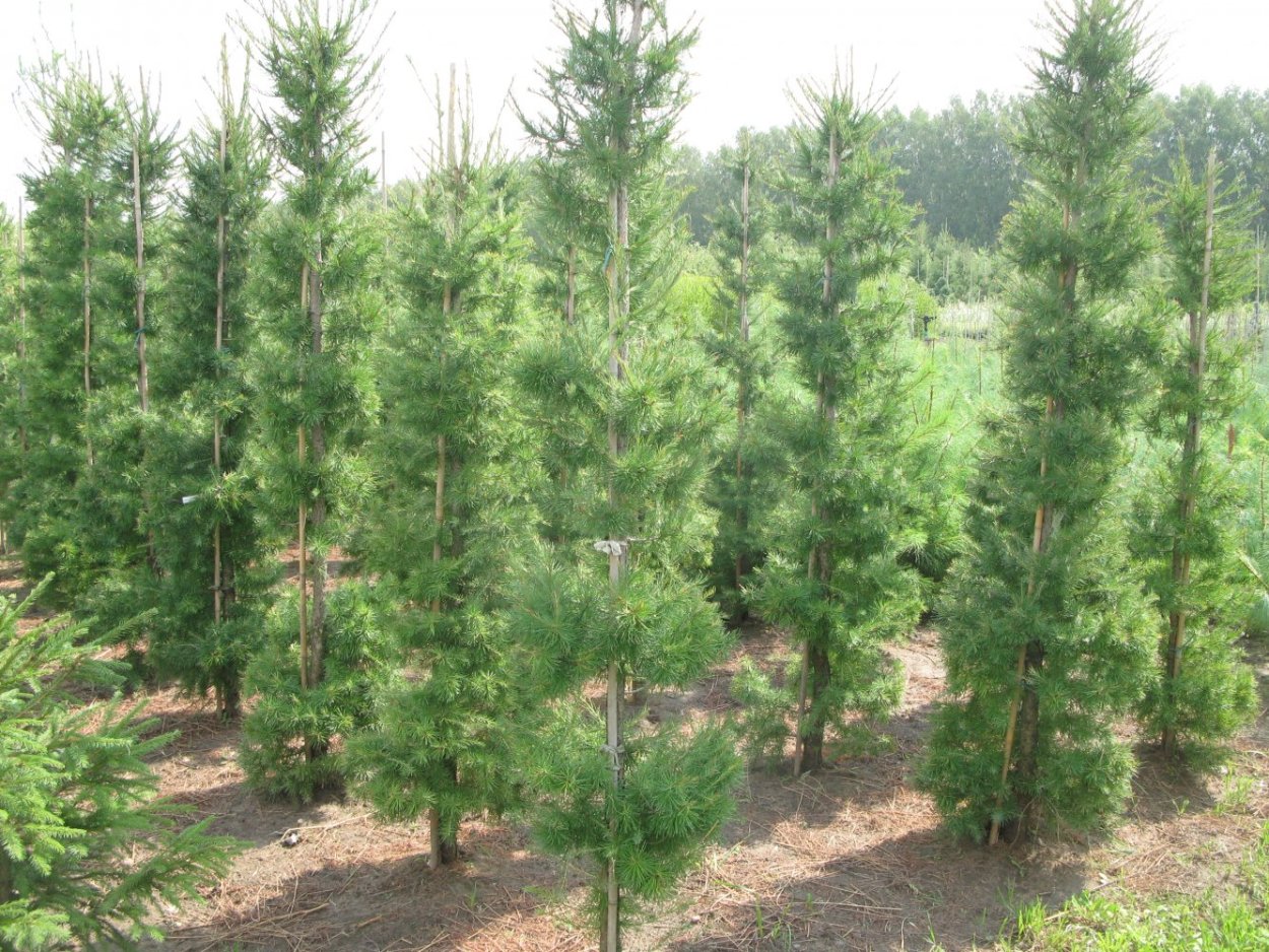 Лиственница Сибирская осень