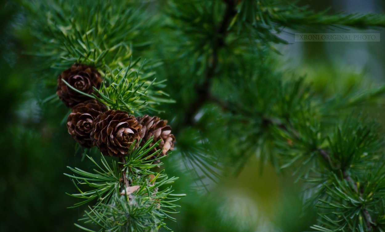 Пихта лиственница Сибирская