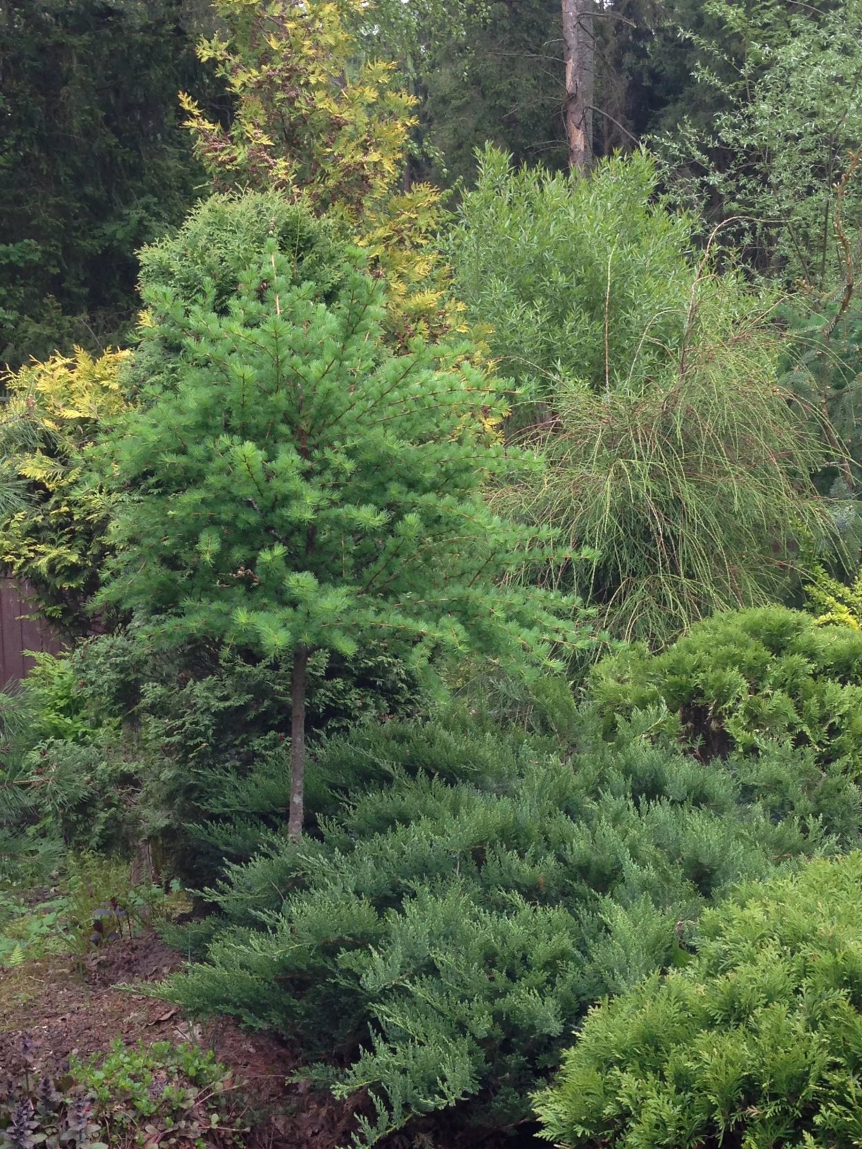 Лиственница Гмелина