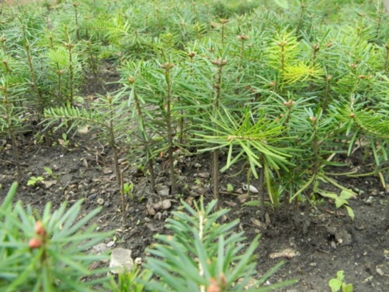 Ель лиственница можжевельник шишки