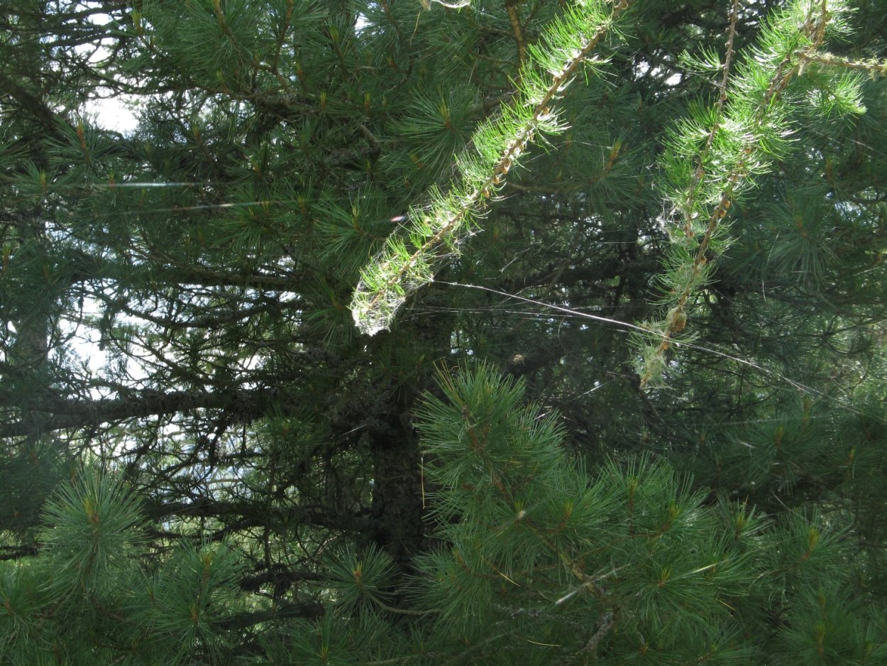 Лиственница тонкочешуйчатая шишки