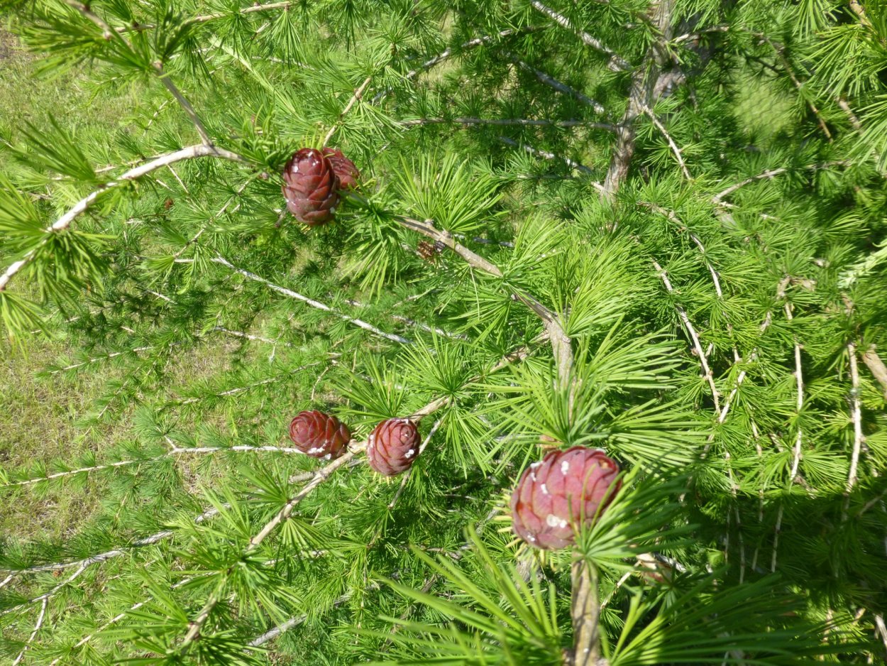 Сосна Кедровая Сибирская Сибирский кедр сеянец