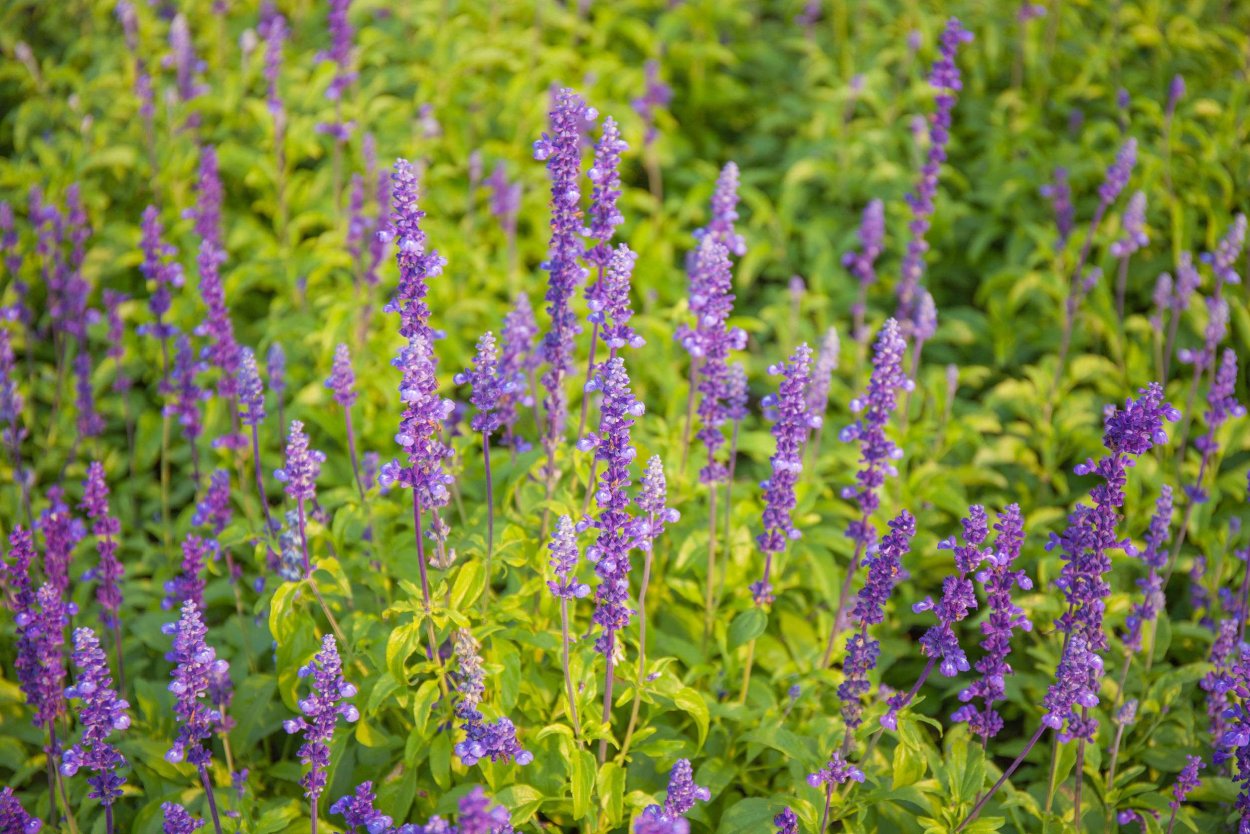 Душистая трава с фиолетовыми цветами