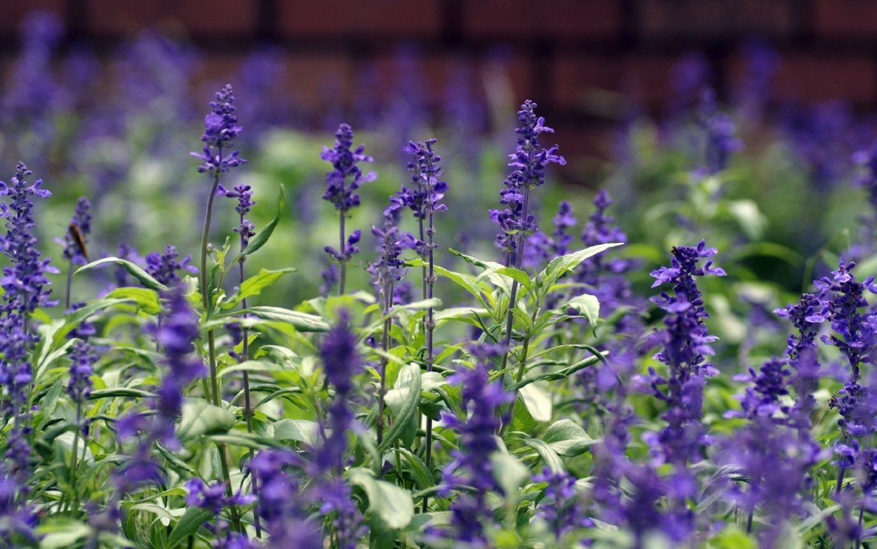 Маленькие сиреневые цветочки летом